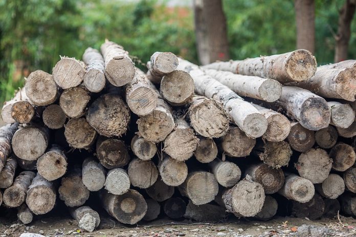 Cọc gỗ tiếng Nhật là gì? Định nghĩa, một số ví dụ